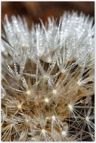 Poszterek 80x120 Pitypang Virág Virágok