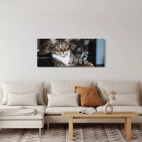 Macska képe (120x50 cm)