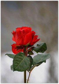 Poszterek 70x100 Rózsa Virág Virágok Rózsa