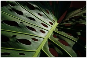 Poszterek 120x80 Mosnter levelek lyukas