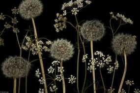 Poszter 30x20cm Réti virágok, Assaf Frank