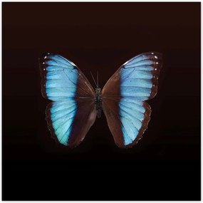 Poszterek 30x30 Kék pillangó