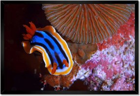 Poszterek keretben 60x40 Halak a vízi ökoszisztémában