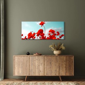 Fényes piros virágokkal rendelkező mező képe (120x50 cm)