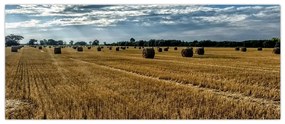 Betakarított gabona mező képe (120x50 cm)