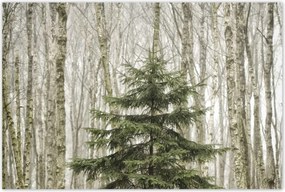 Poszterek 120x80 Fa Fák Kilátás