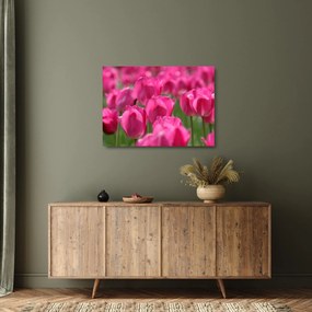 Üveg kép - Rózsaszín tulipánok (70x50 cm)