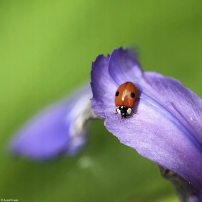 Poszter 20x20cm Katicabogár, Assaf Frank