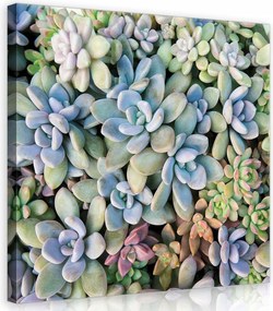 Vászonkép 40x40 Pozsgás növények közelkép rozetta levelek pasztell zöld nyugalom