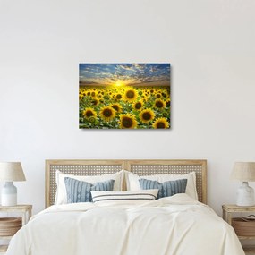 Üveg kép - Napraforgók naplementében (70x50 cm)