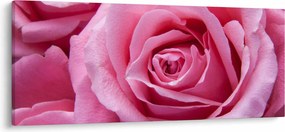 Rózsa képe (120x50 cm)