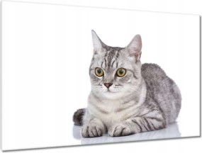 Képek 120x80 Cica Cicák