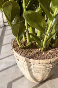 Pottery Pots Valósághű mesterséges növény Zamiokulkas - Fazekas edények