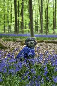Poszter 20x30cm Kutya az erdőben kék csengettyűkkel körülvéve, Assaf Frank