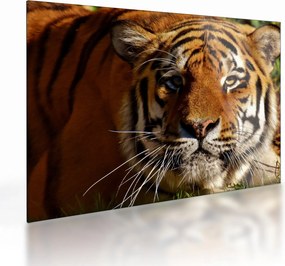 Tigris képe (üvegen) (70x50 cm)