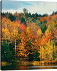 Vászonkép Színes Levelek Fák Ősz Természet 40x50 cm