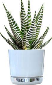 12 Virágcserép Duo kétszínű Fehér tükör állvánnyal Jégvarázs fényes