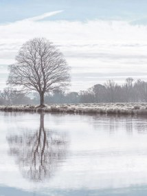Poszter 60x80cm Fa tükröződése a tóban, Assaf Frank