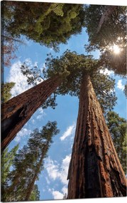 Vászonkép Magas fák Ég Természet Nap 50x80 cm