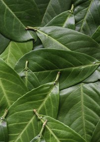 Poszter 42x59,4cm Zöld levelek, Assaf Frank