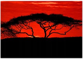 Poszterek 100x70 Akác Afrikában