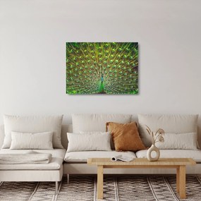 Üveg kép - Páva (70x50 cm)