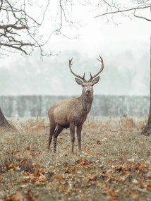 Poszter 60x80cm Szarvas az erdĆben, Assaf Frank