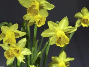 Poszter 40x30cm Nárciszok, Assaf Frank