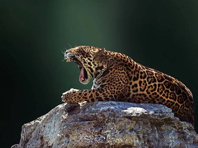 Fotográfia Jaguar, Photo by Ivan Vukelic