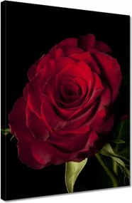 Vászonkép 30x40 Vörös rózsa