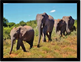 Poszterek keretben 40x30 Elefántok vándorlása