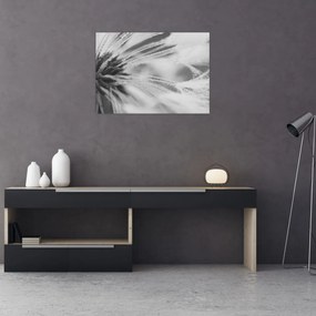 Üveg kép - Pitypang (70x50 cm)