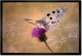 Poszterek keretben 60x40 Szeretem a pillangókat