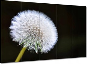 Vászonkép 100x70 Pitypang Virág Virágok