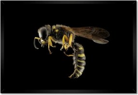 Poszterek keretben 60x40 Darázs