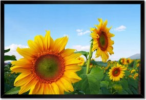 Poszter keretben 60x40 Napraforgók Égbolt