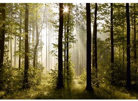 Reggeli erdő XXL fotó tapéta 360 x 270 cm,  4 részből álló