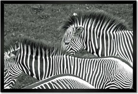 Poszterek keretben 60x40 Zebra csíkok