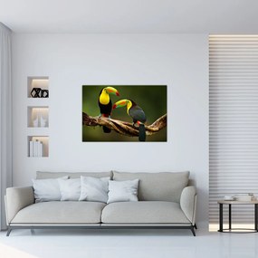 Ülő tukánok képe, Costa Rica (90x60 cm)