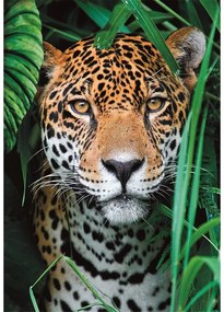 Állatos Jaguar 500 db-os puzzle Clementoni