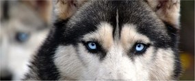 Husky kutya kép (120x50 cm)