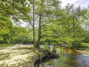 Poszter 40x30cm Tó az erdőben 2, Assaf Frank