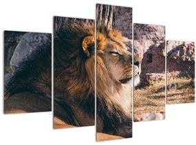 Egy fekvő oroszlán képe (150x105 cm)