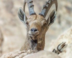 Poszter 50x40cm Nubiana Ibex 5, Assaf Frank