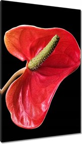 Vászonkép 80x120 Piros virág Anturium