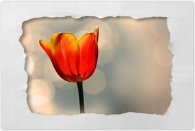 Poszterek 120x80 Narancssárga tulipán