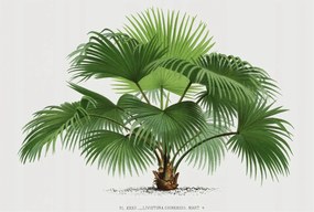 Stílusos Dekoratív Fotótapéta Flizelin Egzotikus pálmafa 104x70 Ragasztó