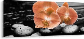 Kép - Narancssárga orchideák (120x50 cm)
