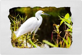 Poszterek 60x40 Kalapos madár Tájkép Kilátás