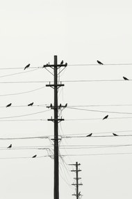 Poszter 30x45cm Szimfónia a drótokon